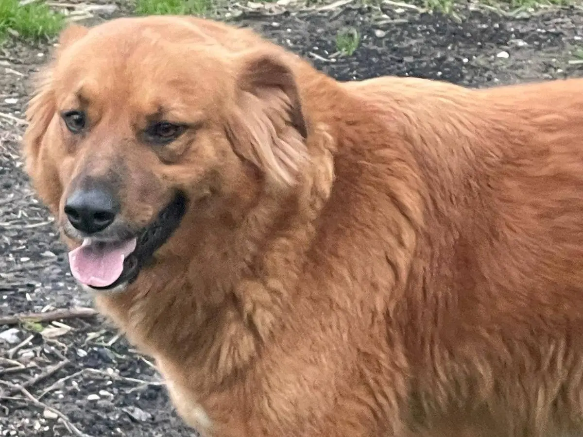 Adotta un cane, taglia grande, femmina, Napoli