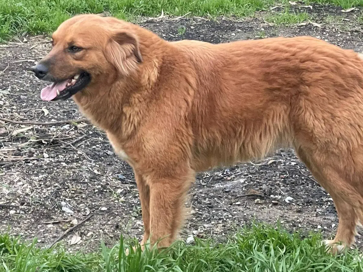 Vuoi adottare un cane a Napoli?