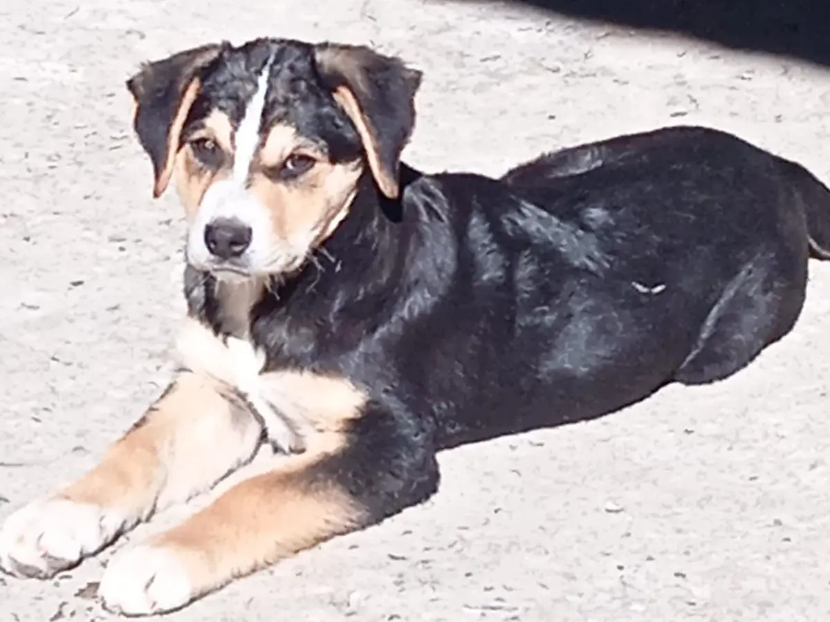 Adozione cane, maschio, Razza sconosciuta Razza sconosciuta, 1 anno e 7 mesi, taglia grande, Bologna