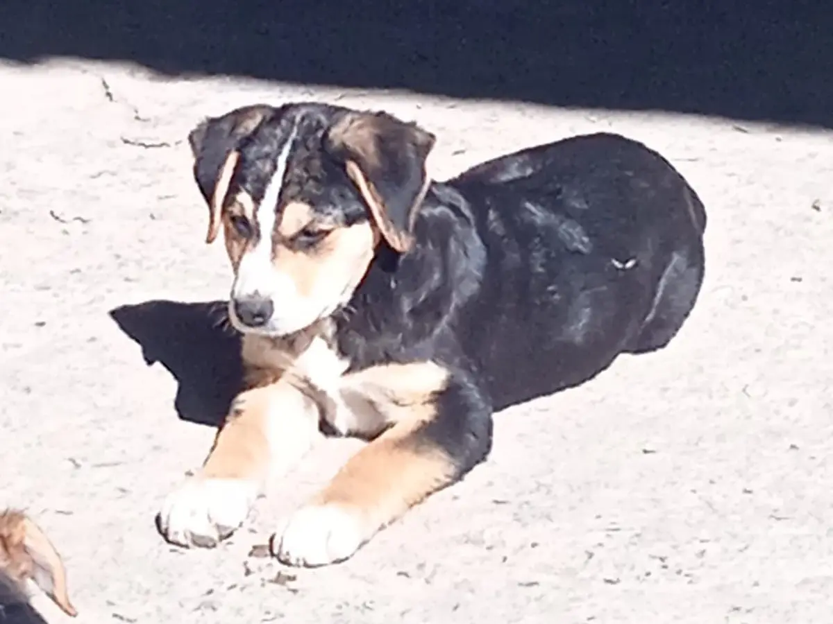 Adotta un cane, taglia grande, maschio, Bologna