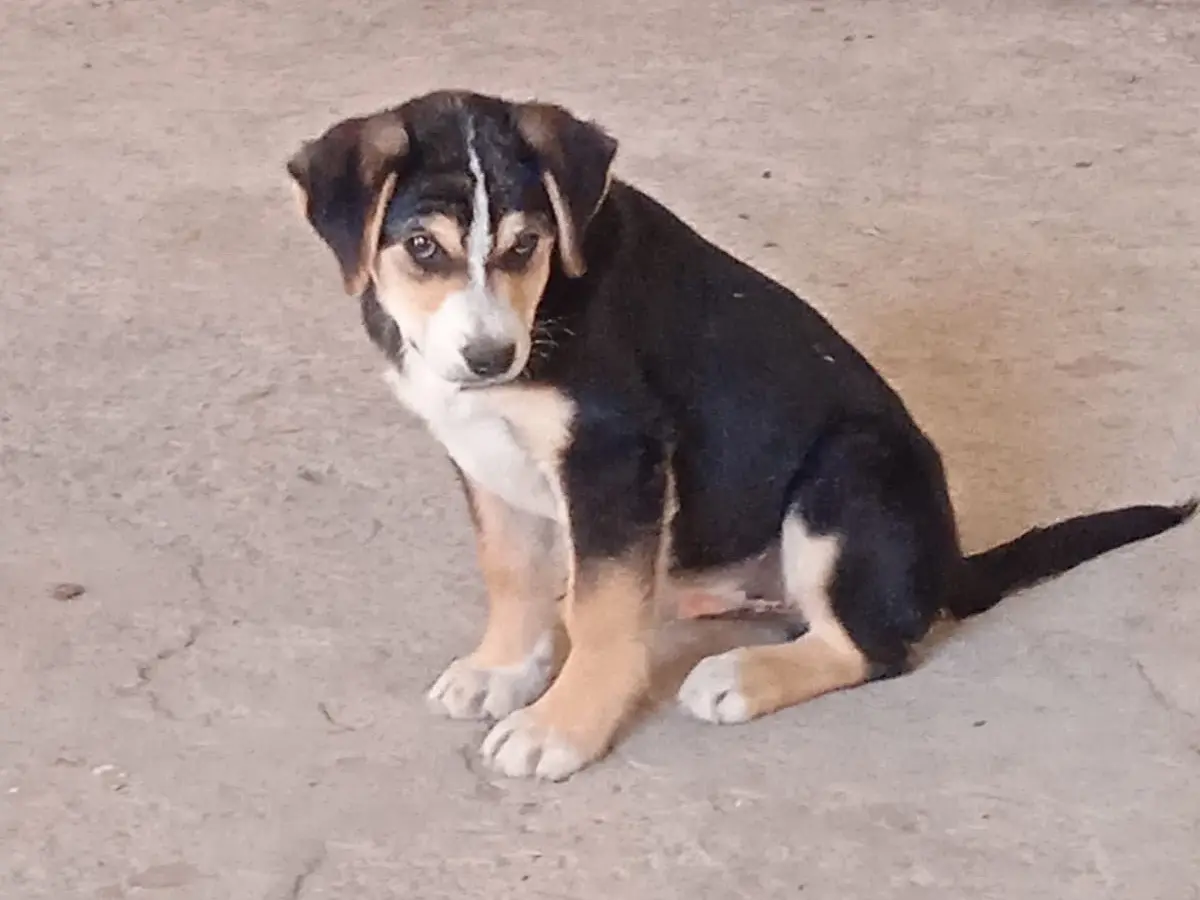 Adotta un cane, maschio, 1 anno e 7 mesi, Bologna