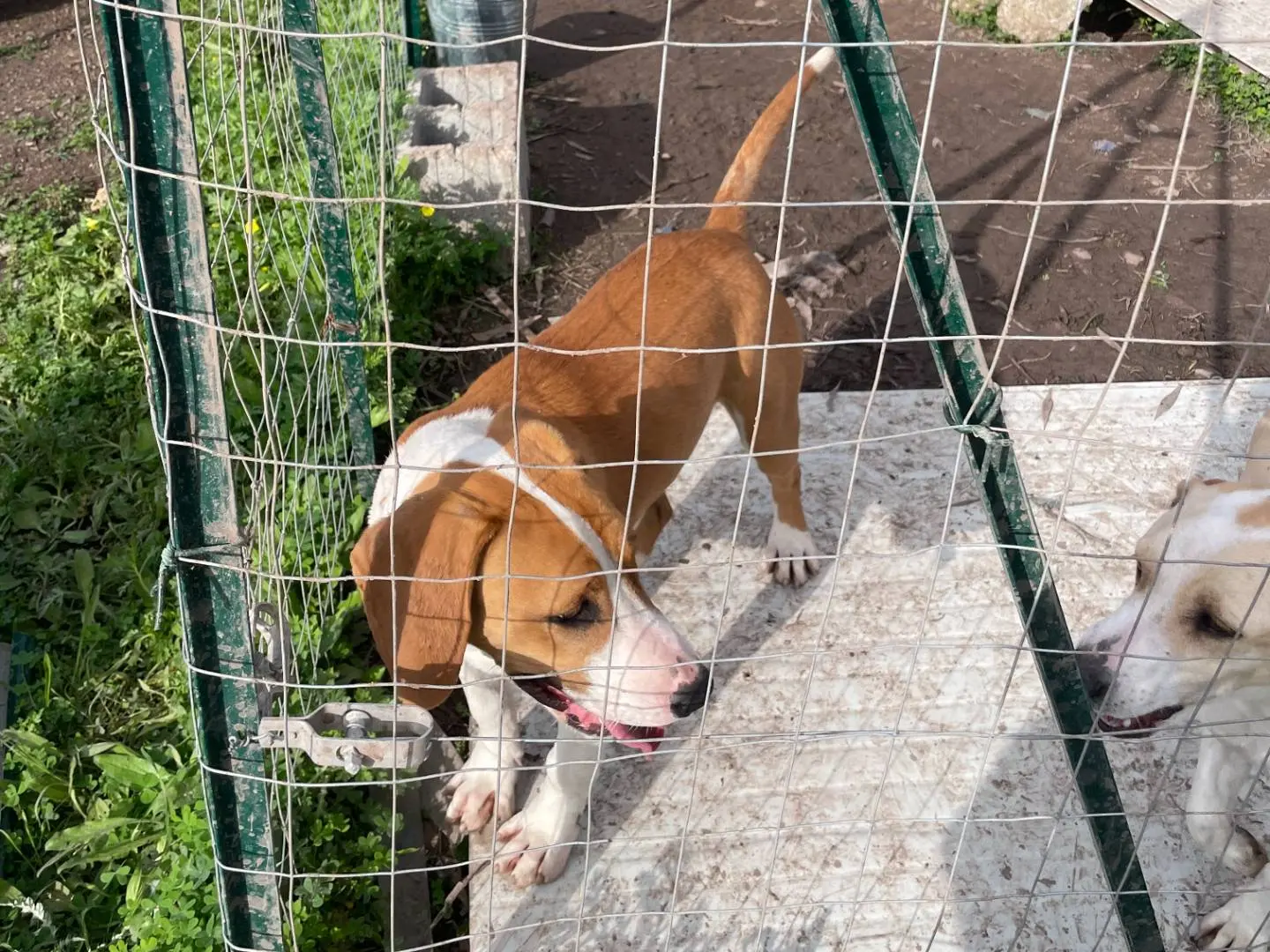 Foto 3 dell'animale