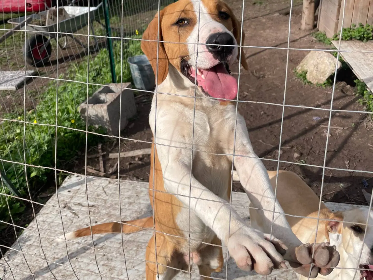 Vuoi adottare un cane a Sud?