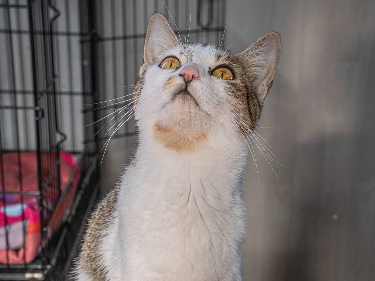 Vuoi adottare un gatto a Bari?