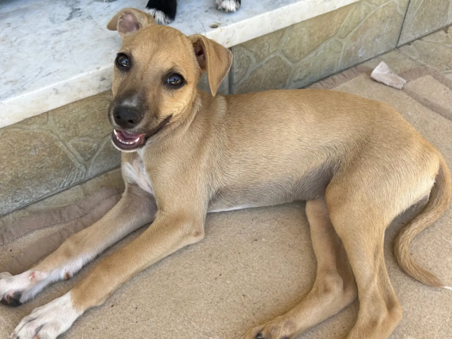 Adozione cane, femmina, Jack Russell Terrier Razza sconosciuta, 1 anno e 7 mesi, taglia media contenuta, Matera