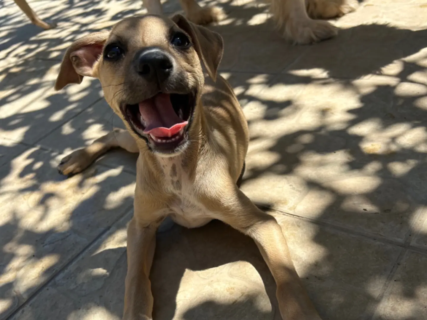 Adotta un cane, taglia media contenuta, femmina, Matera