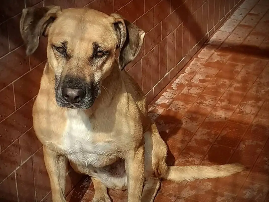 Adozione cane, maschio, meticcio, 10 anni e 7 mesi, taglia grande, Milano