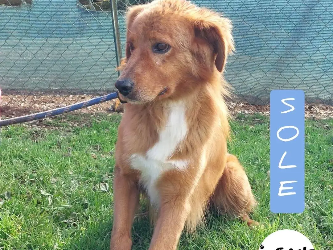 Adozione cane, maschio, Golden Retriever, 7 anni e 1 mese, taglia media, Viterbo