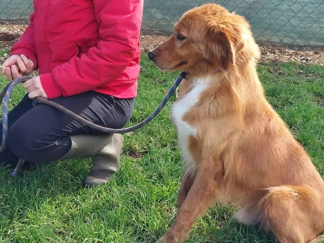 Adotta un cane, maschio, 7 anni e 1 mese, Viterbo