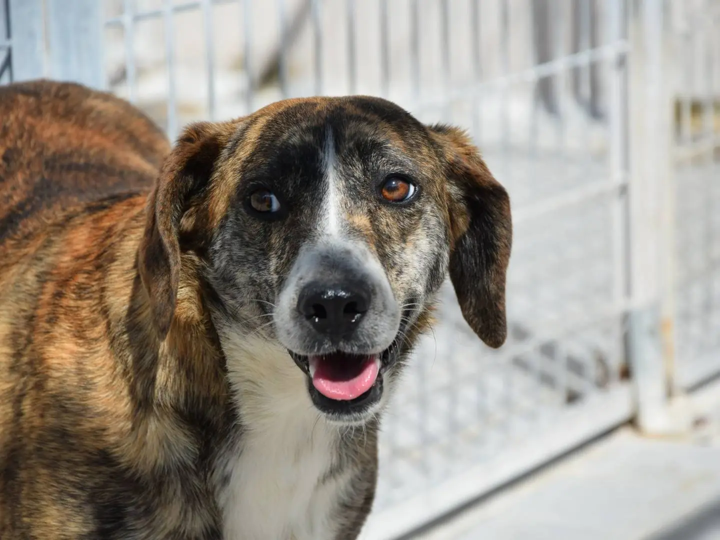 Adozione cane, maschio, Razza sconosciuta Razza sconosciuta, 5 anni e 3 mesi, taglia media contenuta, Verona