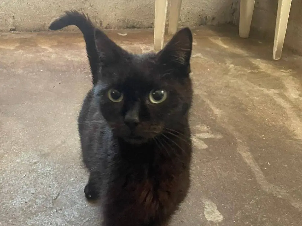 Adotta un gatto, maschio, 7 anni e 7 mesi, Roma