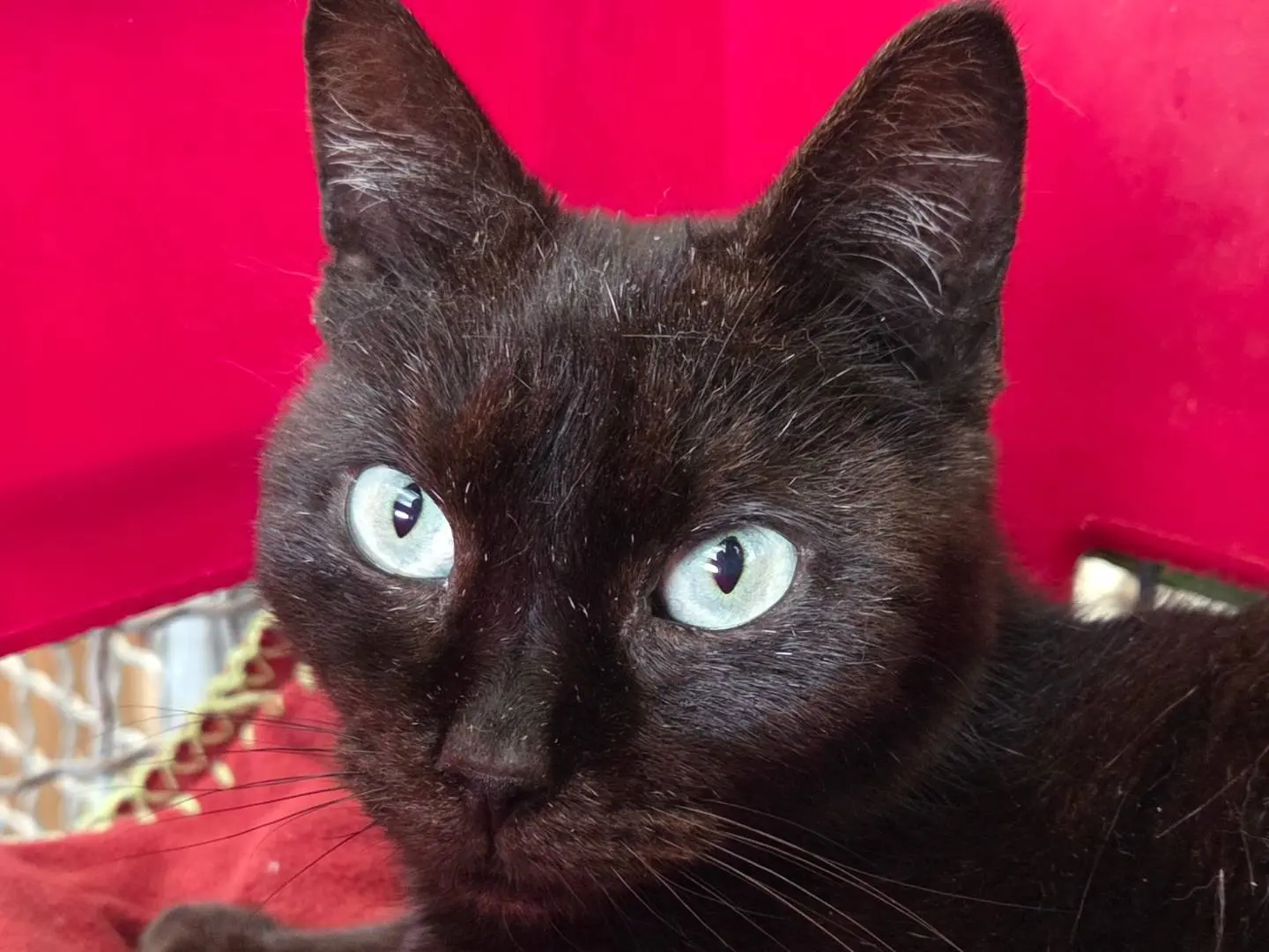 Adozione gatto, maschio, Razza sconosciuta Razza sconosciuta, 7 anni e 7 mesi, taglia non valida, Roma