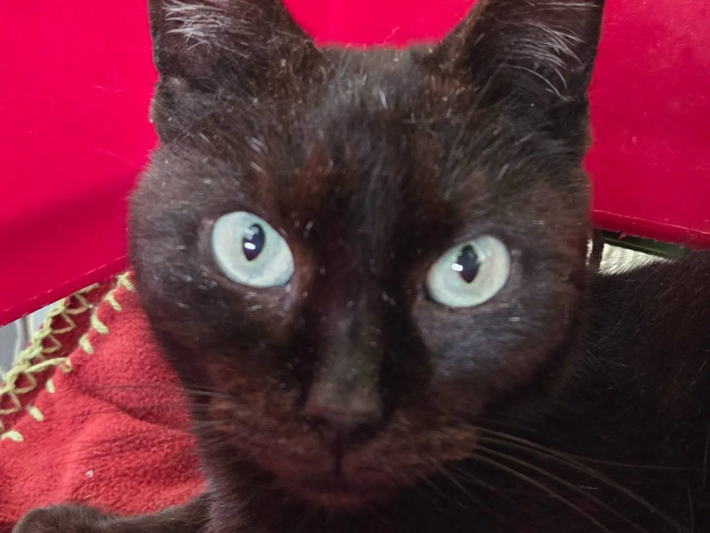 Adotta un gatto, taglia non valida, maschio, Roma