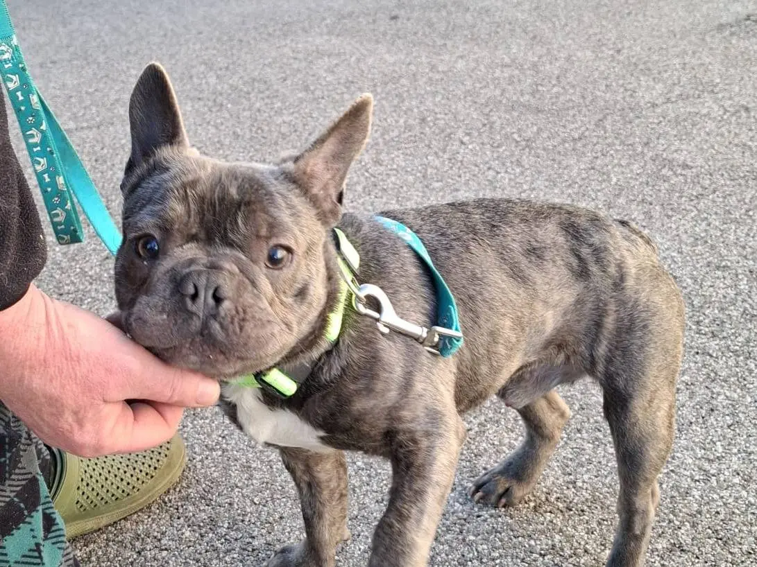 Adotta un cane, maschio, 1 anno e 8 mesi, Ferrara