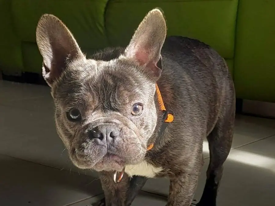 Adozione cane, maschio, Bulldog francese Razza sconosciuta, 1 anno e 8 mesi, taglia media contenuta, Ferrara