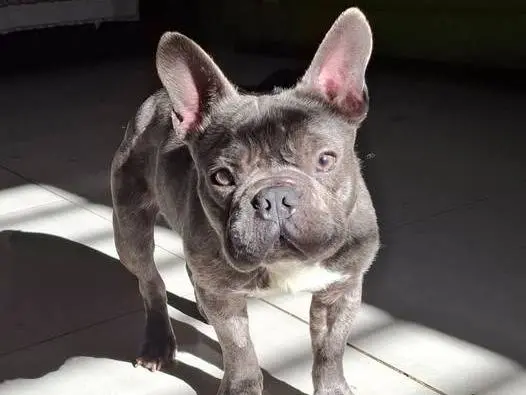 Adotta un cane, taglia media contenuta, maschio, Ferrara