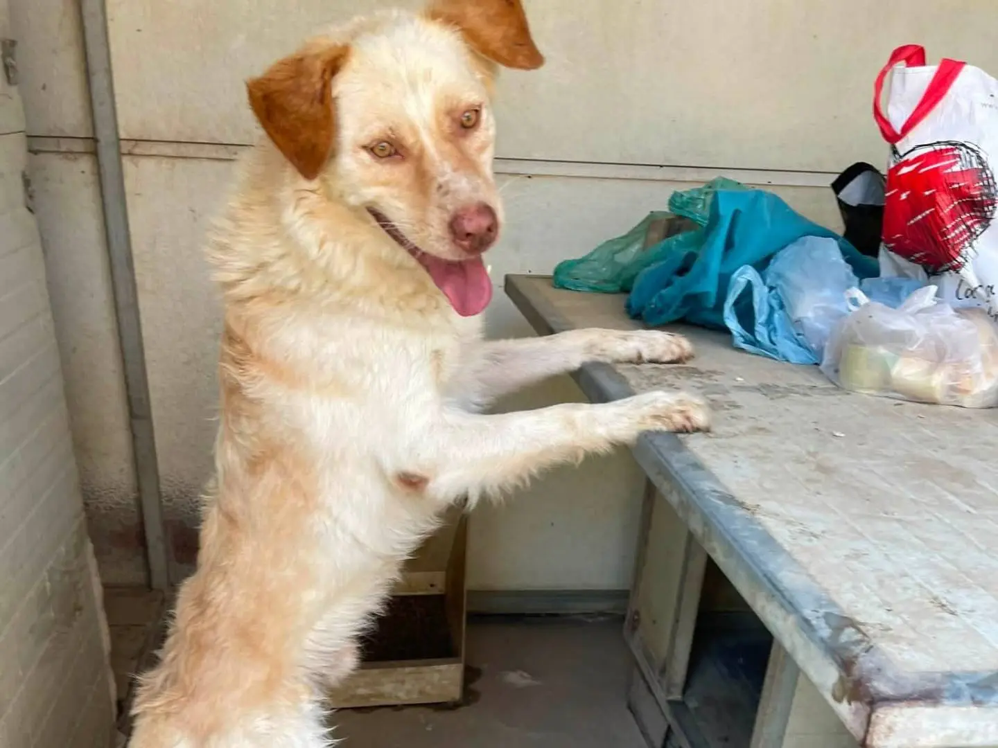 Adozione cane, maschio, Razza sconosciuta Razza sconosciuta, 9 anni e 9 mesi, taglia media, Caserta
