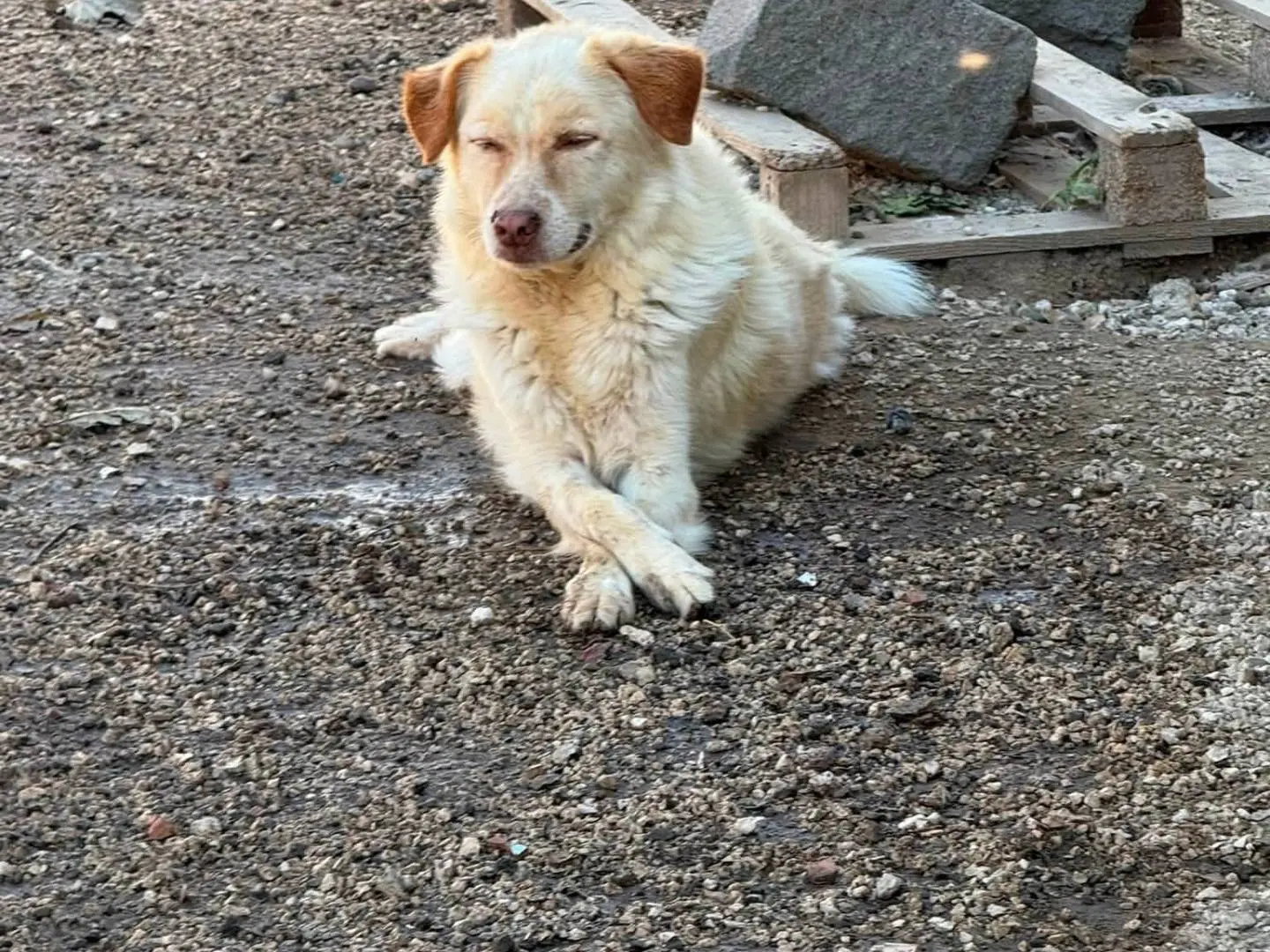 Adotta un cane, maschio, 9 anni e 9 mesi, Caserta