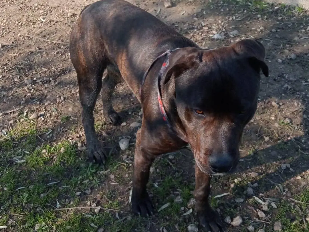 Vuoi adottare un cane a Foggia?