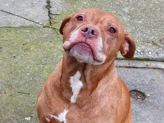 Vuoi adottare un cane a Cremona?