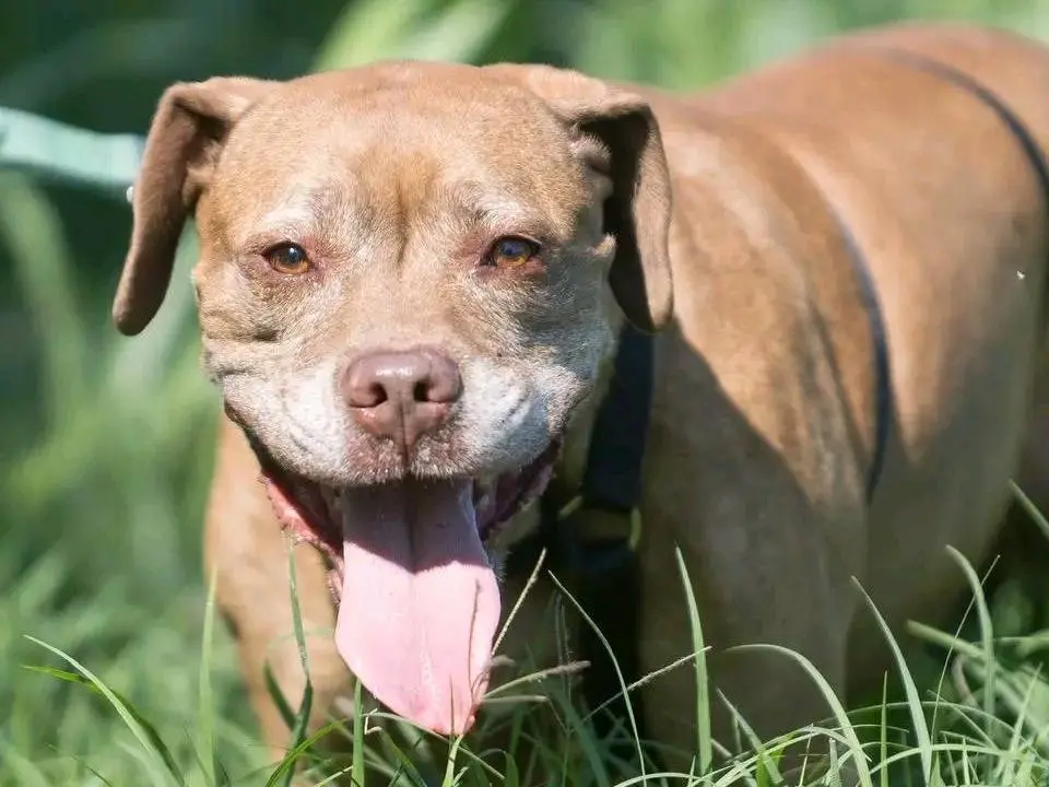 Adozione cane, femmina, Pitbull Razza sconosciuta, 9 anni e 2 mesi, taglia media, Cremona