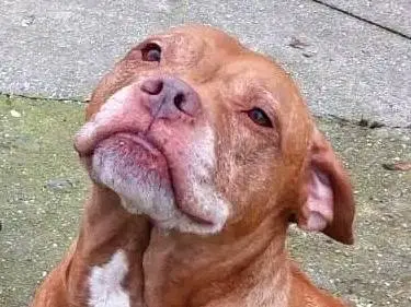 Adotta un cane, femmina, 9 anni e 2 mesi, Cremona