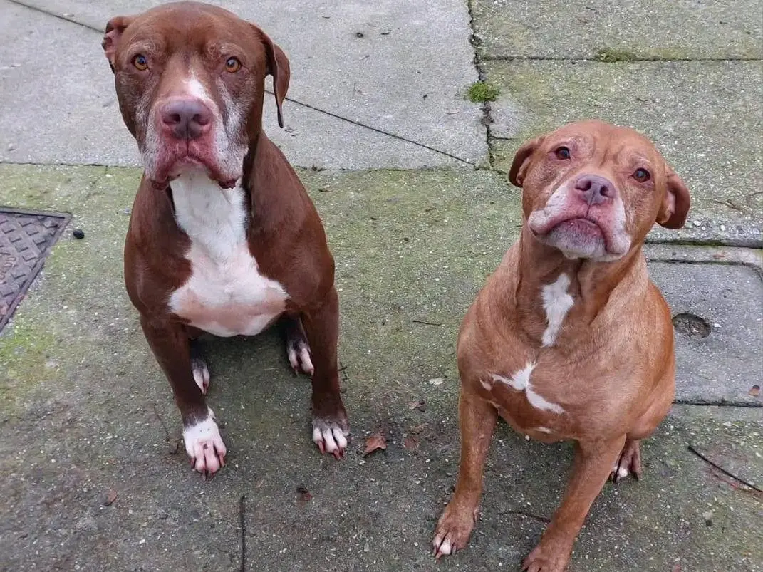 Adotta un cane, taglia media, femmina, Cremona