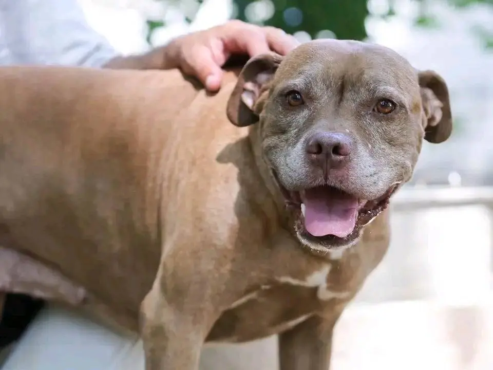Adotta il cane MAIA a Cremona