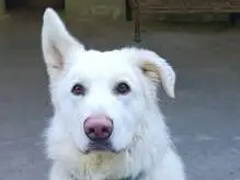 Adozione cane, maschio, Pastore svizzero Razza sconosciuta, 4 anni e 11 mesi, taglia media, Genova