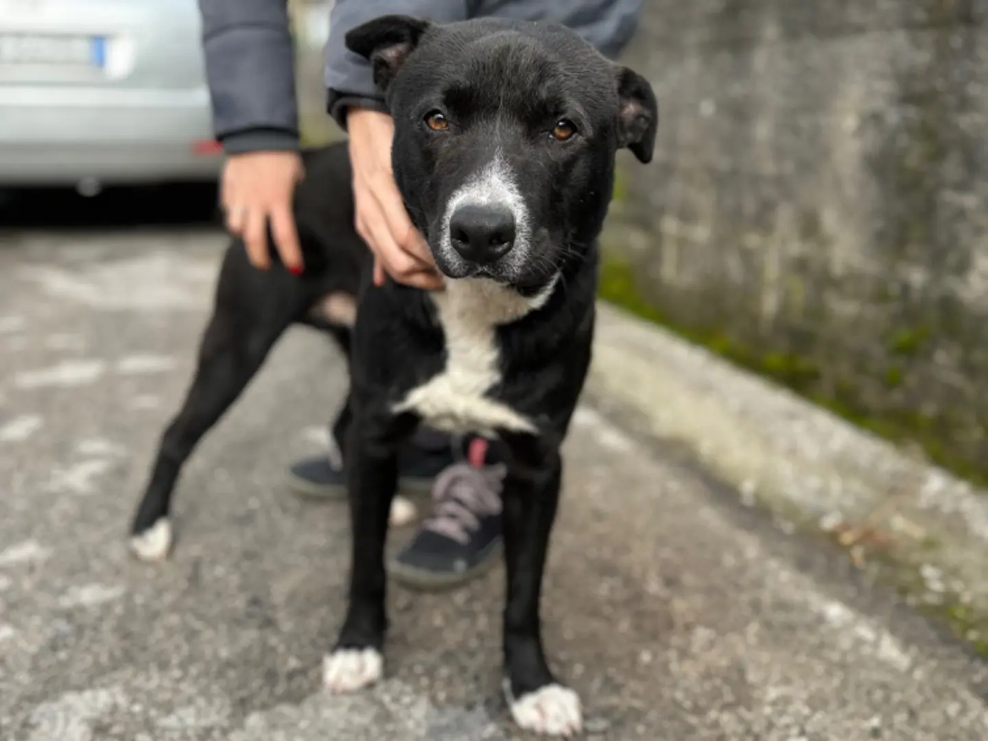 Adotta un cane, maschio, 4 anni e 2 mesi, Milano
