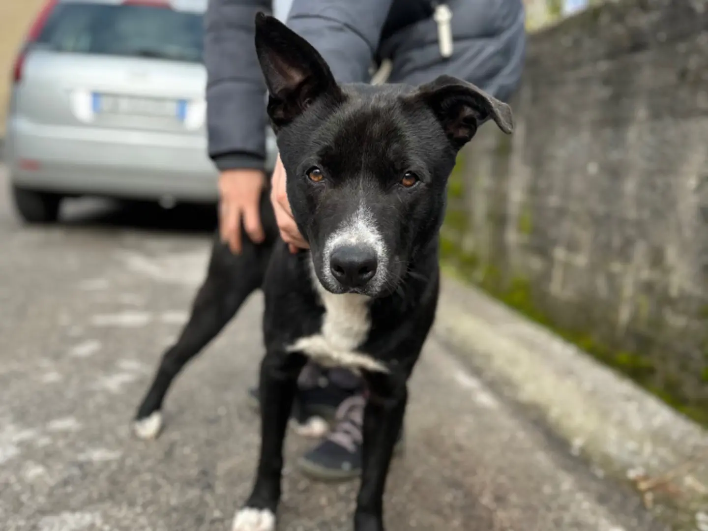 Adozione cane, maschio, Razza sconosciuta Razza sconosciuta, 4 anni e 2 mesi, taglia media, Milano