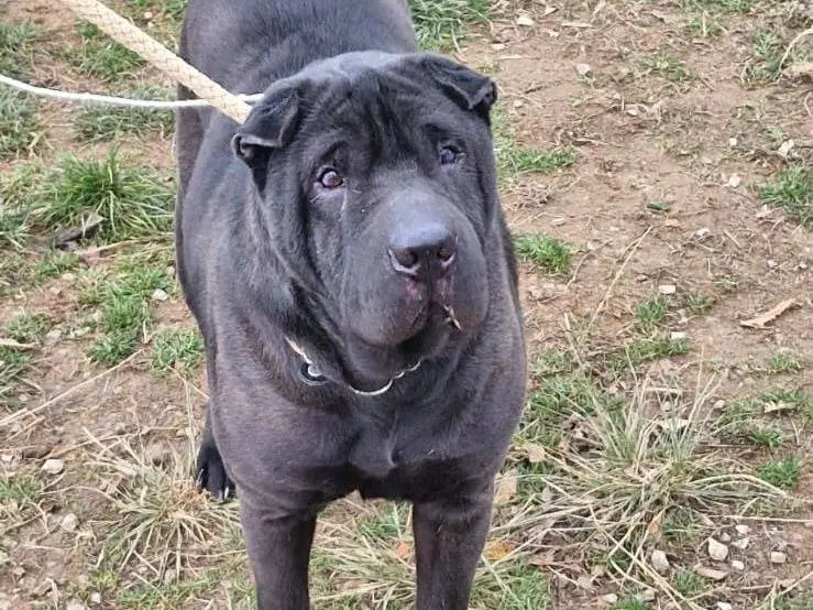 Adozione cane, femmina, Shar Pei Razza sconosciuta, 8 anni e 8 mesi, taglia grande, Genova