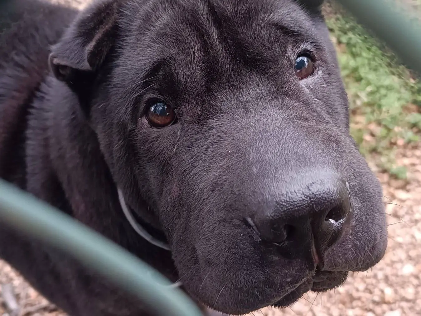 Adotta un cane, femmina, 8 anni e 8 mesi, Genova