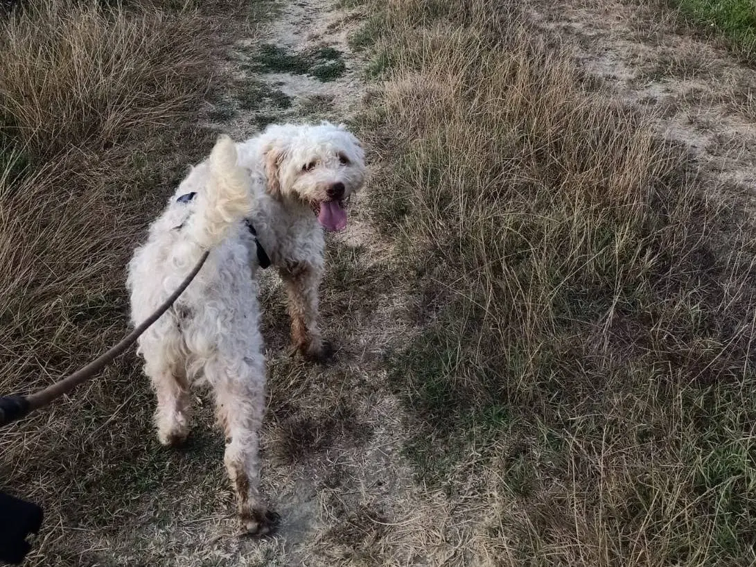 Vuoi adottare un cane a Pisa?