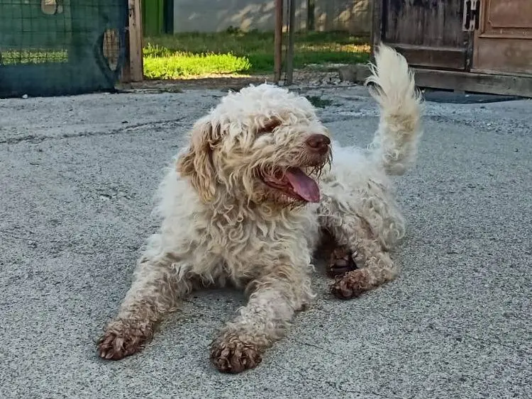 Adotta un cane, maschio, 6 anni e 1 mese, Pisa