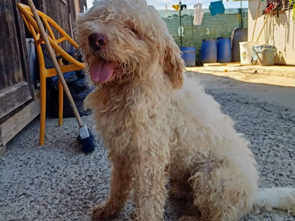 Adozione cane, maschio, Lagotto Razza sconosciuta, 6 anni e 1 mese, taglia media contenuta, Pisa