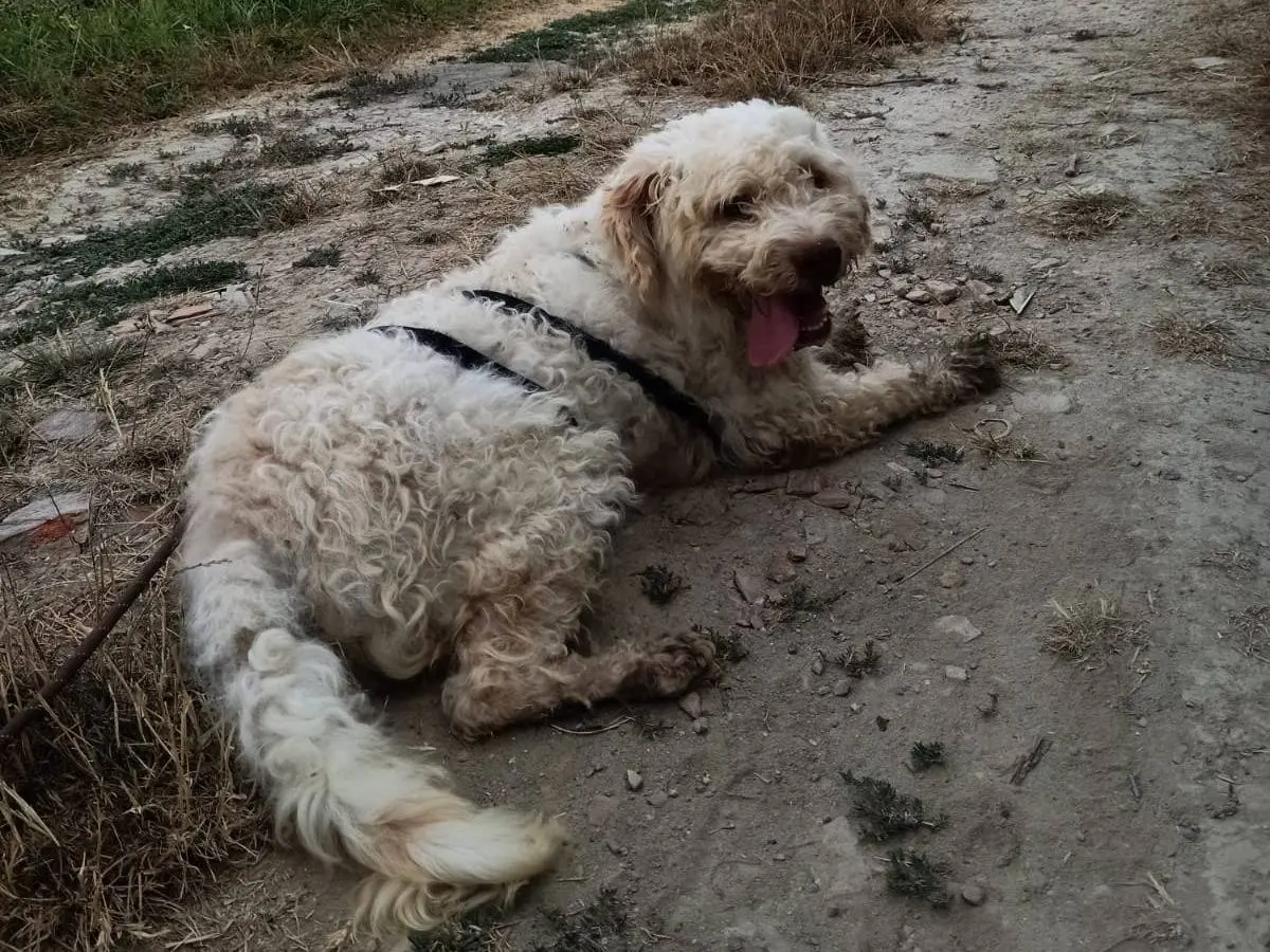 Adotta un cane, taglia media contenuta, maschio, Pisa