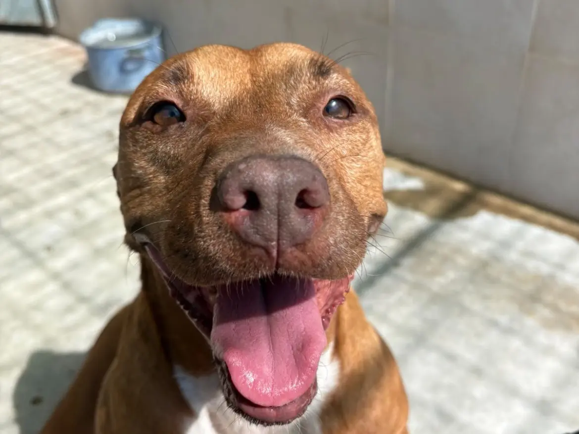 Adotta un cane, taglia media, femmina, Caserta