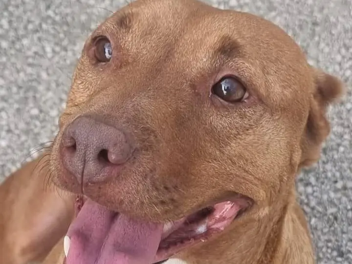 Adozione cane, femmina, Pitbull Razza sconosciuta, 7 anni, taglia media, Caserta