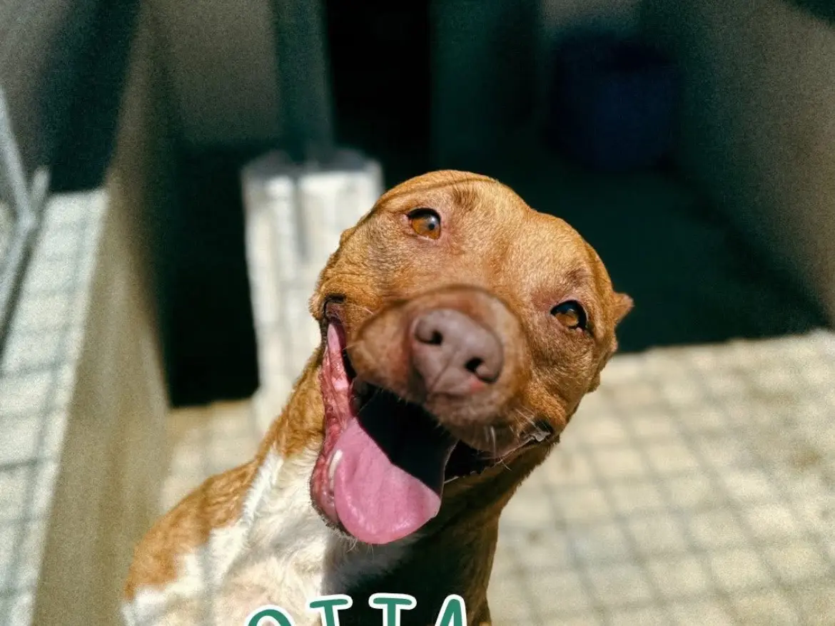Vuoi adottare un cane a Caserta?