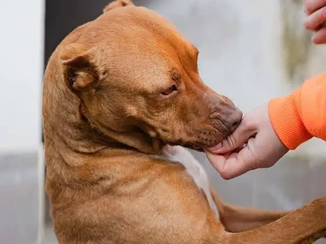 Adotta il cane GINGER a Caserta