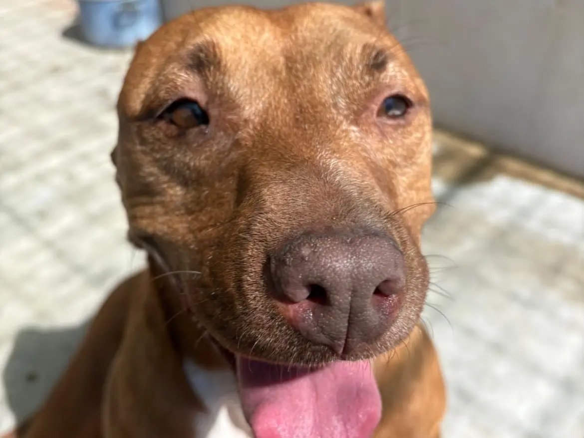Adotta un cane, femmina, 7 anni, Caserta