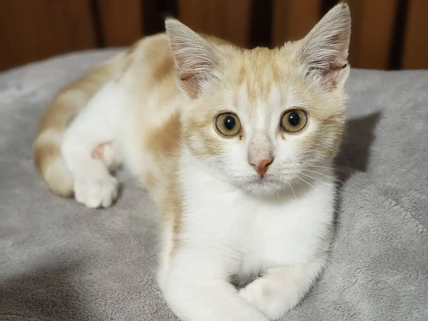 Adozione gatto, maschio, Razza sconosciuta Razza sconosciuta, 2 mesi, taglia non valida, Viterbo