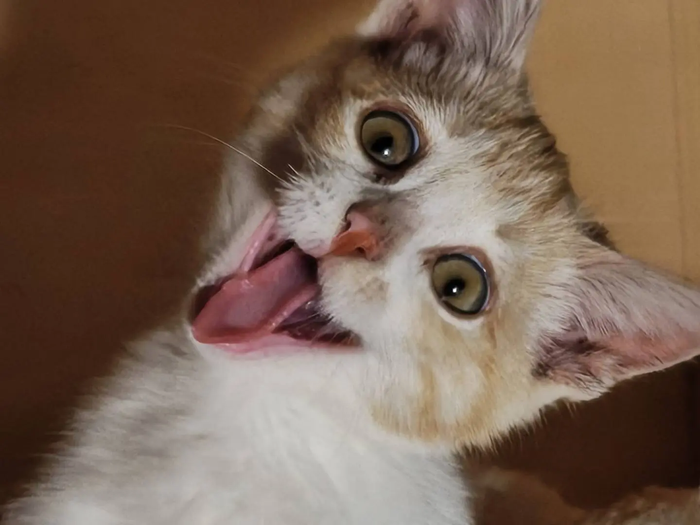 Adotta un gatto, maschio, 2 mesi, Viterbo