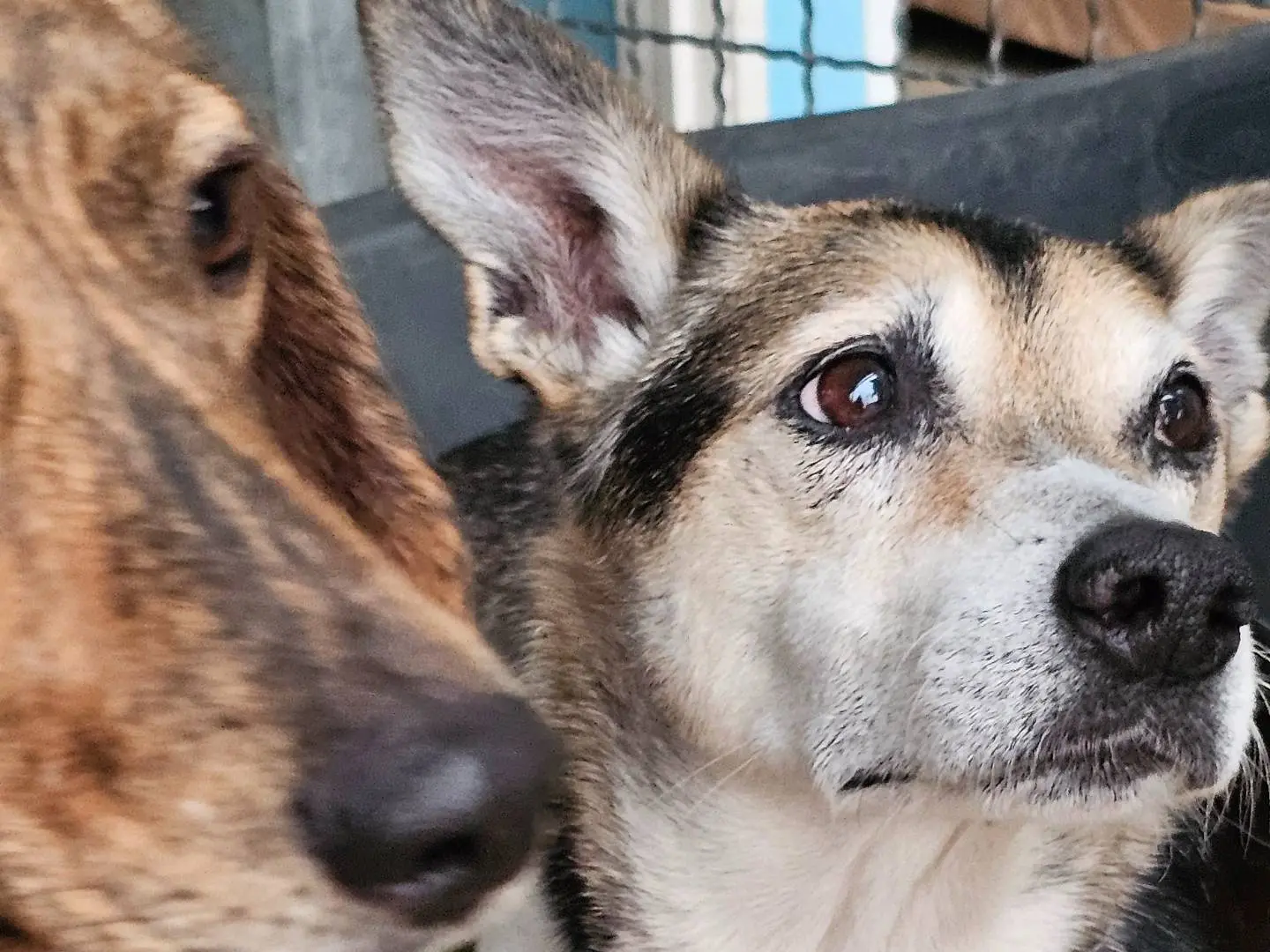 Adotta un cane, taglia media contenuta, femmina, Pavia