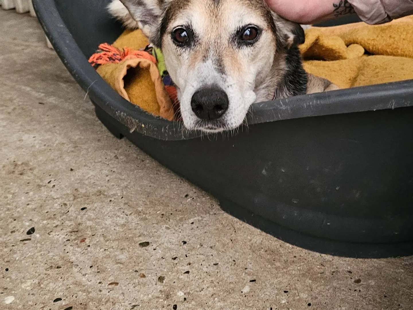 Adotta un cane, femmina, 11 anni e 7 mesi, Pavia