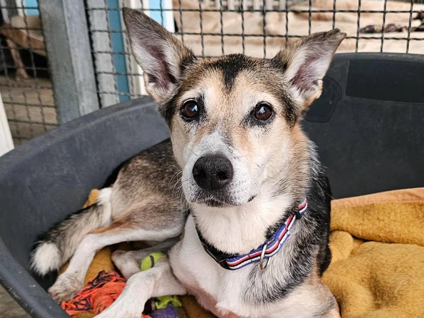 Adozione cane, femmina, Razza sconosciuta Razza sconosciuta, 11 anni e 7 mesi, taglia media contenuta, Pavia
