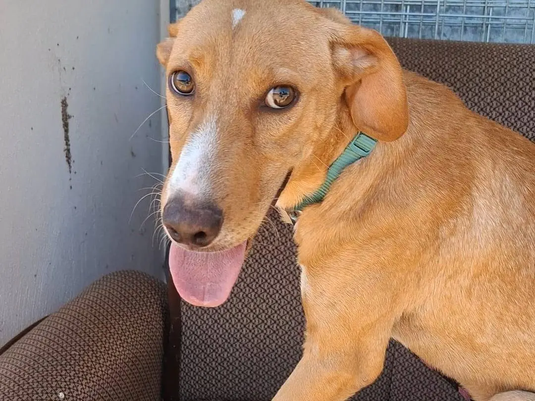 Adotta un cane, femmina, 7 mesi, Bari