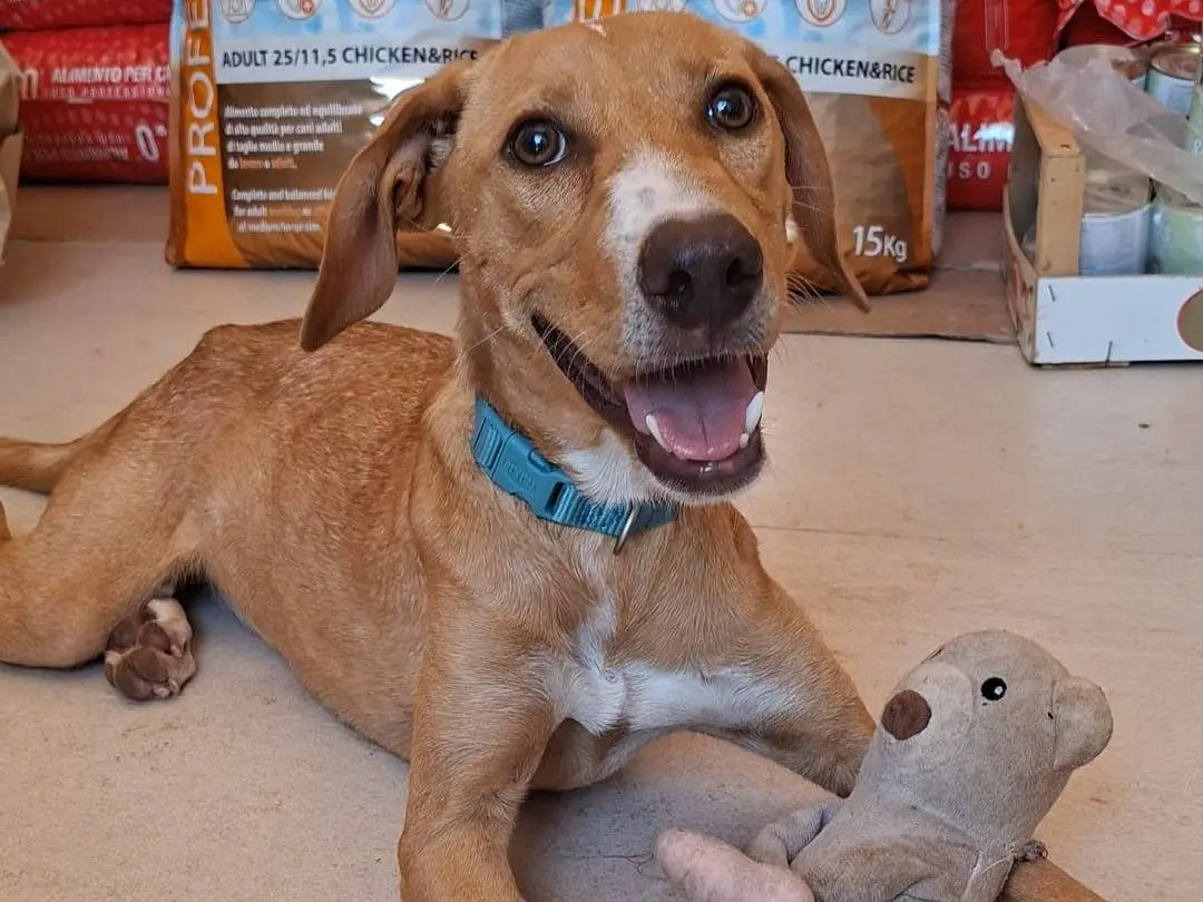 Adozione cane, femmina, Razza sconosciuta Razza sconosciuta, 7 mesi, taglia media, Bari