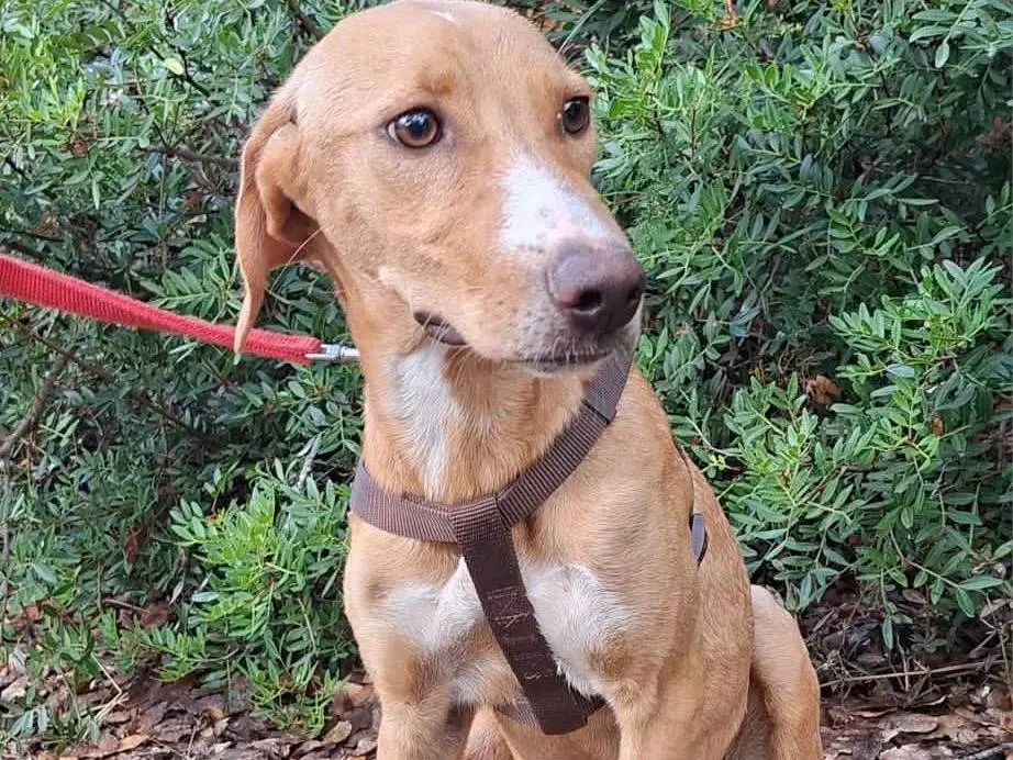 Adotta un cane, taglia media, femmina, Bari